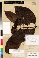 Isotype of Pavetta robusta Bremek. [family RUBIACEAE]