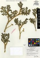 Isotype of Solanum heterodoxum var. setigeroides Whalen [family SOLANACEAE]
