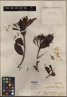 Type of Parahancornia peruviana Monach. [family APOCYNACEAE]