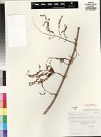Isotype of Iboza riparia (Hochst.) N.E. Br. [family LAMIACEAE]