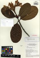Isotype of Gleasonia prancei B.M. Boom [family RUBIACEAE]
