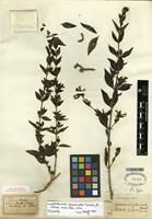 Type of Leptodermis glomerata Hutch. [family RUBIACEAE]