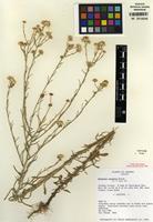 Isotype of Erigeron arisolius G.L. Nesom [family ASTERACEAE]