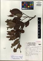 Isotype of Toechima monticola S.T. Reynolds [family SAPINDACEAE]