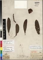 Isolectotype of Voacanga thouarsii Roem.&Schult. [family APOCYNACEAE]