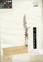 Isotype of Polystichum capillipes (Baker) Diels [family DRYOPTERIDACEAE]