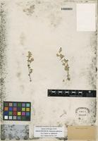 Isolectotype of Alternanthera suffruticosa Torr. [family AMARANTHACEAE]