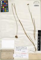Syntype of Juncus microcephalus Kunth [family JUNCACEAE]