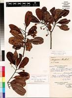 Isotype of Nesogordonia humbertii Capuron [family MALVACEAE]