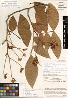 Isotype of Inga litoralis N. Zamora [family FABACEAE]