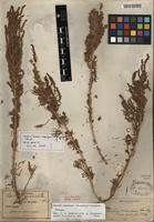 Isotype of Suaeda mexicana (Standl.) Standl. [family AMARANTHACEAE]