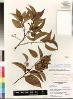 Isotype of Olax mayottensis Z.S. Rogers & Malécot & Sikes [family OLACACEAE]