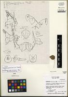 Holotype of Lepanthes pantomima Luer & Dressler [family ORCHIDACEAE]