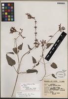 Isotype of Stachys pacifica B.L. Turner [family LAMIACEAE]