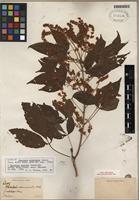 Isotype of Thouinia serrata Radlk. [family SAPINDACEAE]