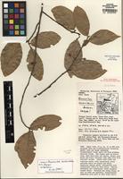 Isotype of Quararibea santaritensis W.S. Alverson [family MALVACEAE]