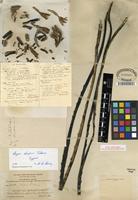 Type of Agave shaferi Trel. [family ASPARAGACEAE]