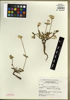 Isotype of Gomphrena triceps Pedersen [family AMARANTHACEAE]