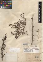 Type of Suaeda foliosa Moq. [family AMARANTHACEAE]