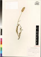 Isotype of Kyphocarpa trichinoides (Fenzl) Lopr. [family AMARANTHACEAE]