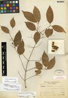 Isotype of Eugenia oerstediana O. Berg [family MYRTACEAE]