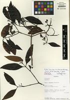 Isotype of Aidia abeidii S.E.Dawson & Gereau [family RUBIACEAE]