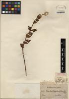 Type of Alternanthera villosa Kunth [family AMARANTHACEAE]