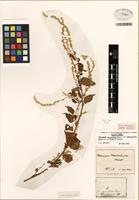 Holotype of Chamissoa acuminata var. maximiliani (Mart. ex Moq.) Sohmer [family AMARANTHACEAE]