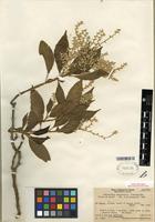 Isotype of Achyranthes mangarevica Suess. [family AMARANTHACEAE]
