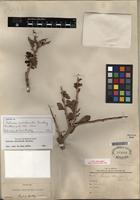 Isotype of Schinus marchandii F.A. Barkley [family ANACARDIACEAE]