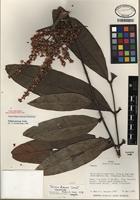 Holotype of Talisia nervosa Radlk. [family SAPINDACEAE]