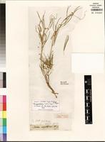 Isotype of Dolichos angustifolius Eckl.&Zeyh. [family FABACEAE]
