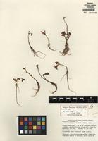 Isotype of Portulaca oleracea L. [family PORTULACACEAE]