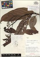 Holotype of Nectandra parviflora Rohwer [family LAURACEAE]