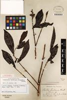 Isotype of Campomanesia lundiana (Kaierskou) Mattos [family MYRTACEAE]