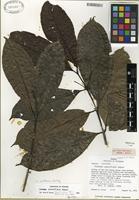 Holotype of Faramea spathacea Müll. Arg. ex Standl. [family RUBIACEAE]