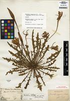 Isotype of Oenothera cespitosa subsp. marginata (Nutt. ex Hook. & Arn.) Munz [family ONAGRACEAE]