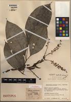 Isotype of Schefflera ternata Cuatrec. [family ARALIACEAE]