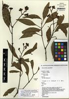 Isotype of Stockwellia quadrifida D.J. Carr, S.G.M. Carr & B. Hyland [family MYRTACEAE]