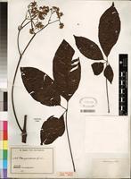 Type of Vitex yaundensis Gürke [family VERBENACEAE]