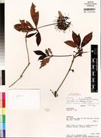 Isotype of Pavetta chapmanii Bridson [family RUBIACEAE]