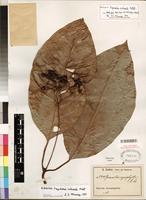 Isotype of Psychotria calceata E. Petit [family RUBIACEAE]