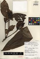 Holotype of Inga gereauana (Pipoly & Vásquez) T.D. Penn. [family FABACEAE]