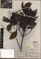 Type of Cordia lomatoloba I.M. Johnst. [family BORAGINACEAE]