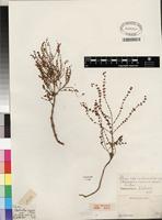 Isotype of Iboza riparia (Hochst.) N.E. Br. [family LAMIACEAE]