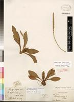 Type of Plantago pachyneura Steud. [family PLANTAGINACEAE]