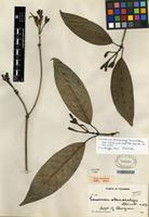 Isotype of Coussarea macrocalyx Standl. [family RUBIACEAE]