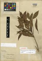 Isotype of Pertusadina multifolia (Havil.) Ridsdale [family RUBIACEAE]