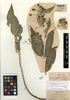 Holotype of Asclepias californica subsp. greenei Woodson [family APOCYNACEAE]