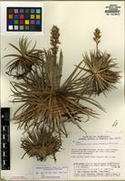 Isotype of Lindmania aurea L.B. Sm., Steyerm. & H. Rob. [family BROMELIACEAE]